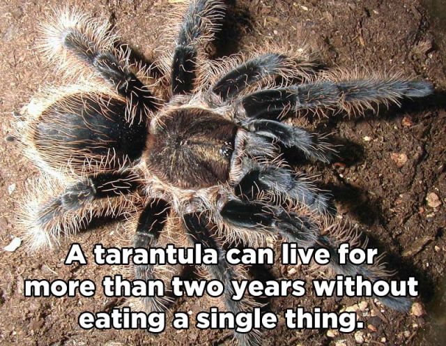 Little Known and Incredible Animal Facts