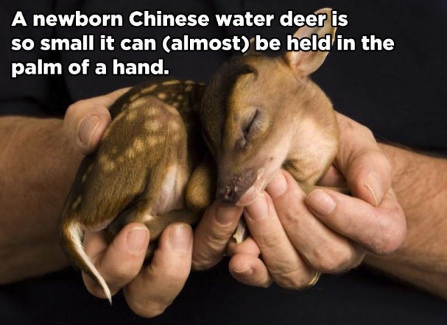 Little Known and Incredible Animal Facts