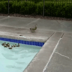 Mother Duck Gives a Swimming Lesson to Her Babies