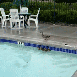Mother Duck Gives a Swimming Lesson to Her Babies