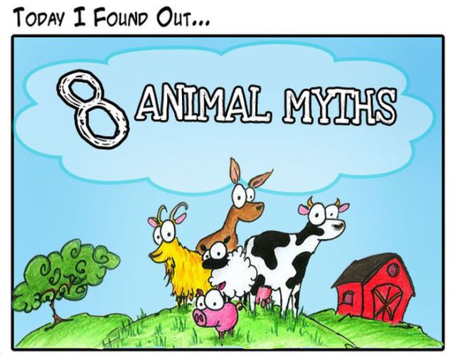 Popular Animal Myths Disproved