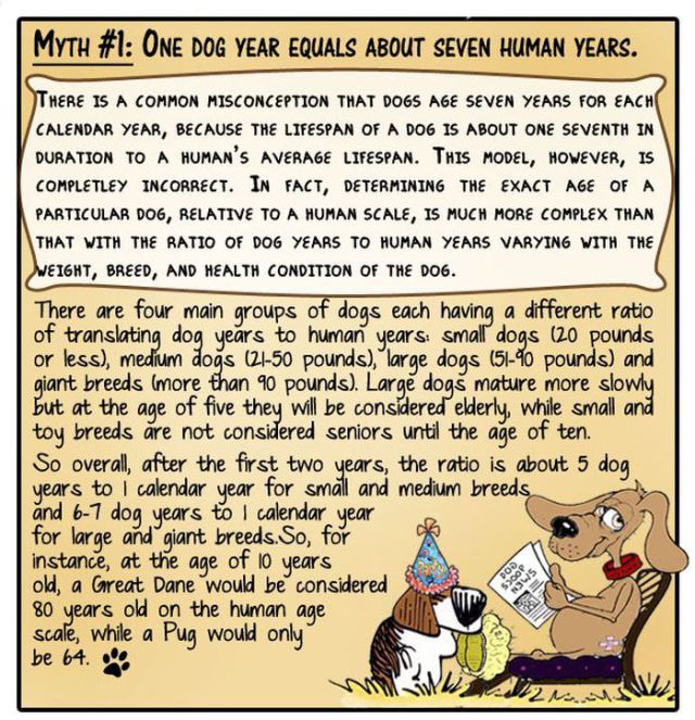 Popular Animal Myths Disproved