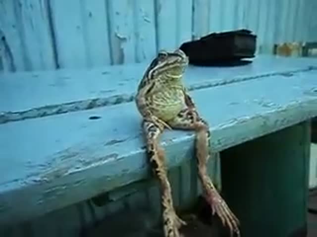 Just a Frog Sitting on a Bench like Humans 