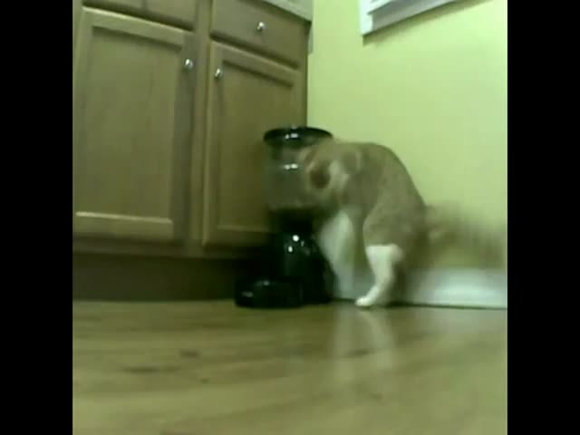 This Cat Really Has Something against the Automatic Feeder 