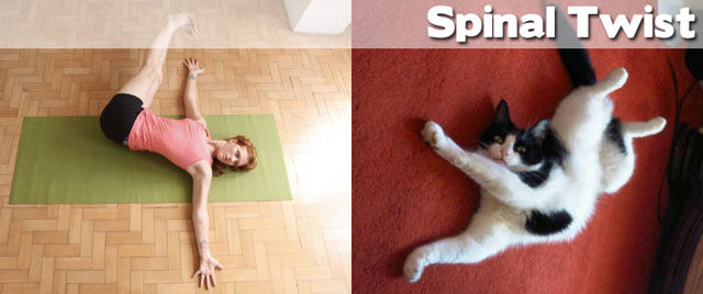 Even Animals Can Do Yoga