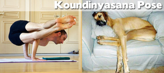 Even Animals Can Do Yoga