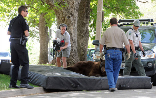 Bear Wanders Around Colorado University Campus