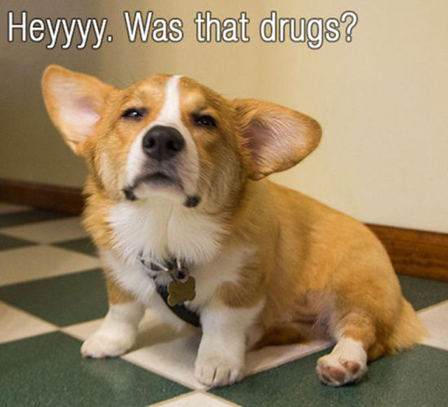 Funny Tutorial of How to Give Your Dog Some Medicine