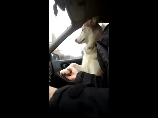 Annoying Yet So Cute – Husky Needs to Hold Hands during Car Ride 