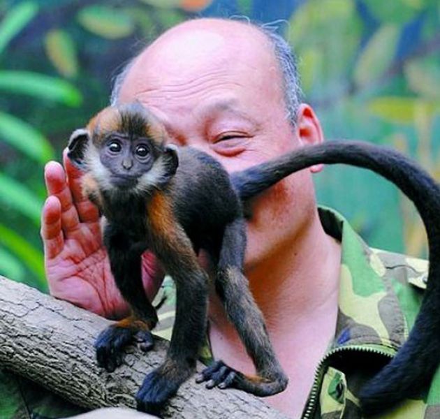 Check out what this zoo keeper is able to do for one of his monkeys in need...