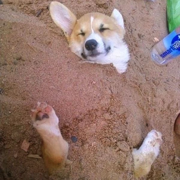 Places You’d Never Think to Find a Corgi