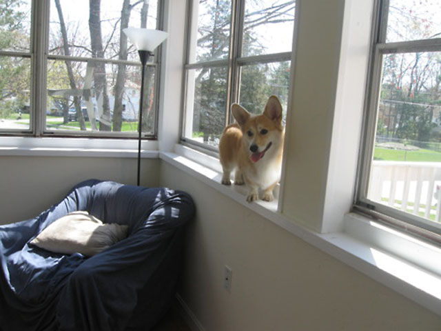 Places You’d Never Think to Find a Corgi