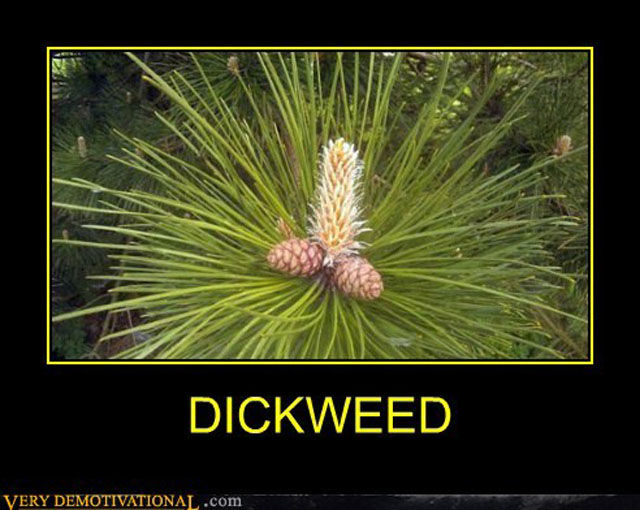 Demotivators Picdump