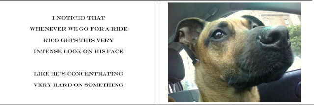 What a Dog Really Thinks When You Take It For a Ride