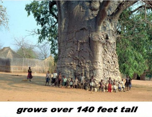 Baobab Tree Is a Wonder of Nature