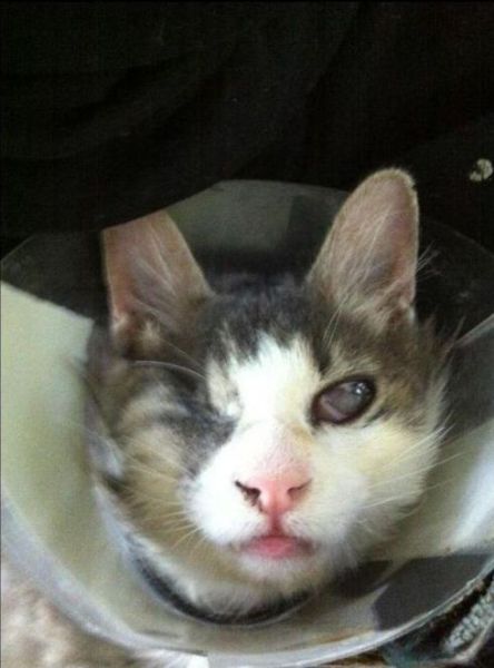 ‘Mad Eye’ Kitten Rescued from the Streets