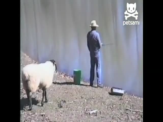 Angry Sheep Pwns Fisherman 