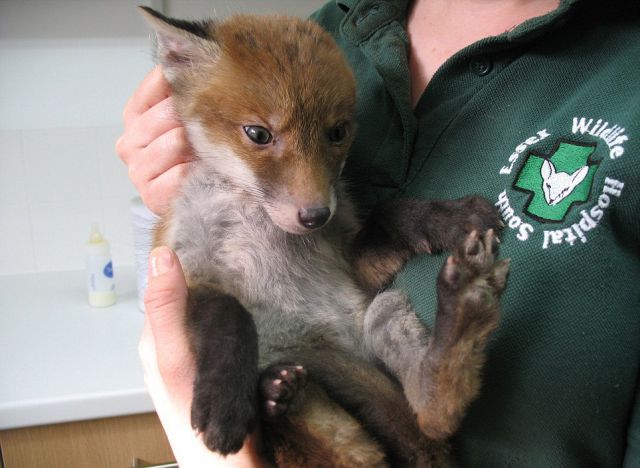 Fox Caked In Mud Rescued from Hole