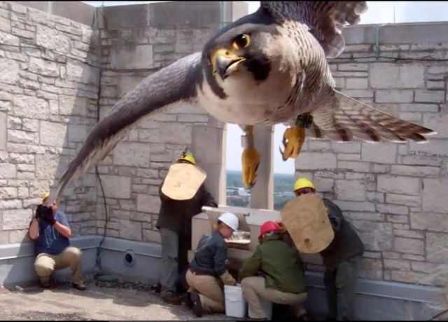 Don’t Mess With Mama Falcon’s Babies