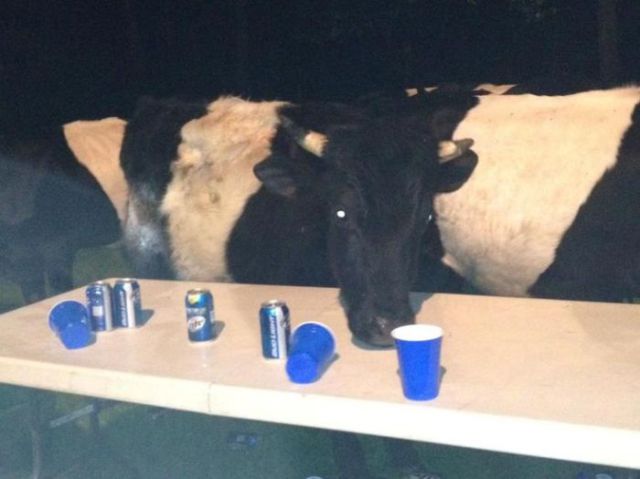 Cows Ruin Backyard Beer Bash