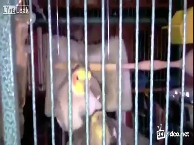 Parrot Whistles Hilariously After Getting It On With His Girlfriend 
