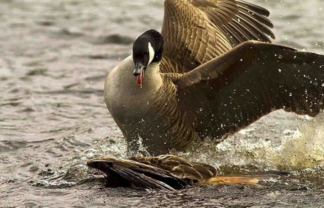 Kite Surrenders after Being Attacked by a Goose