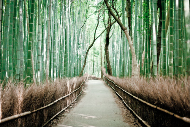 Fantastic Bamboo Grove in Japan