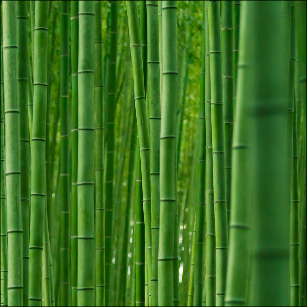 Fantastic Bamboo Grove in Japan