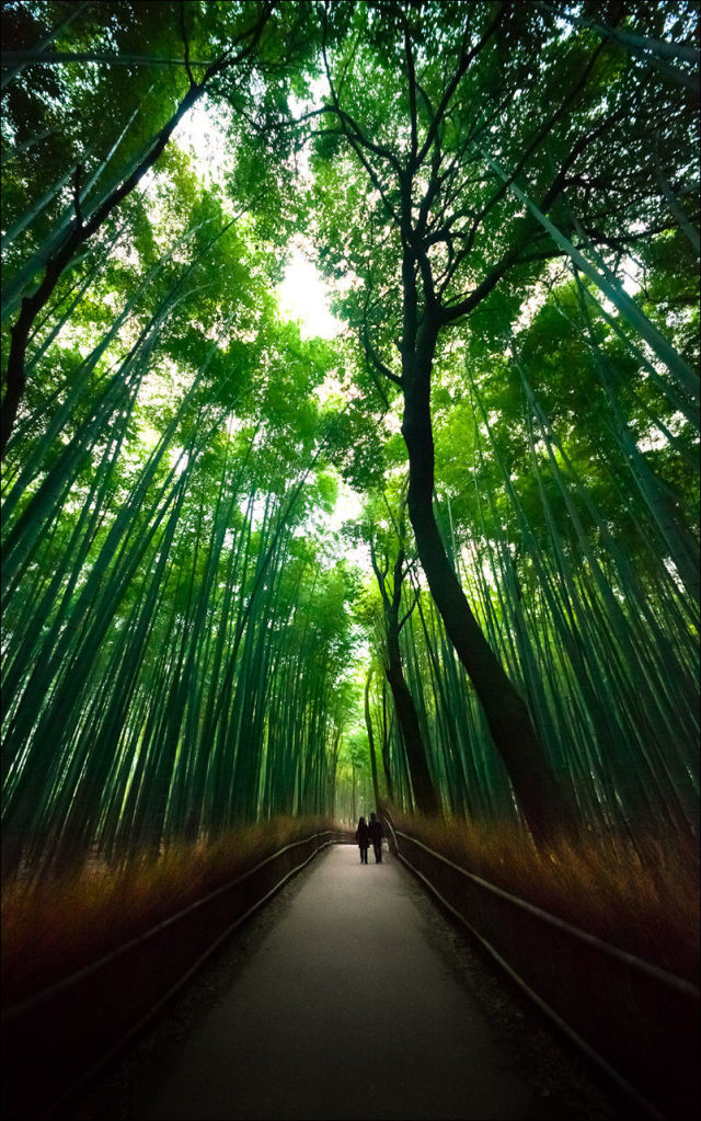 Fantastic Bamboo Grove in Japan