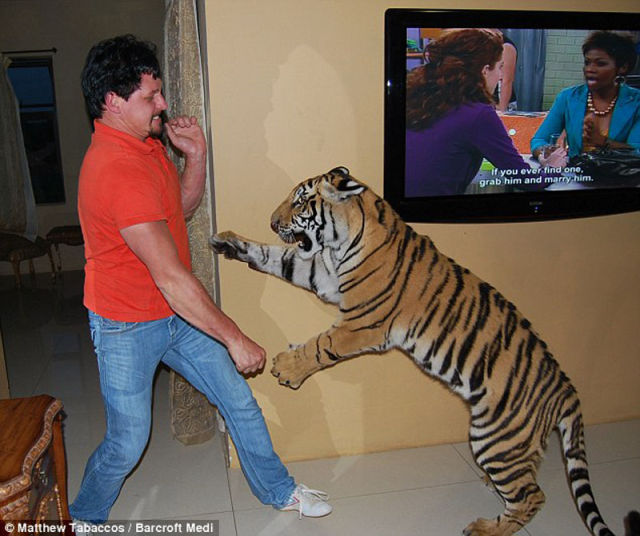 Meet A Pet Tiger From South Africa