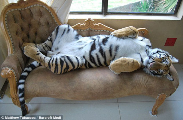 Meet A Pet Tiger From South Africa