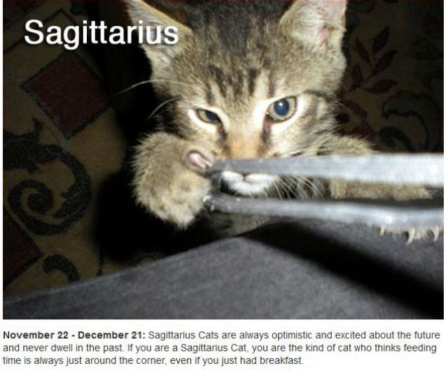 Did You Know There Are Zodiac Cats?