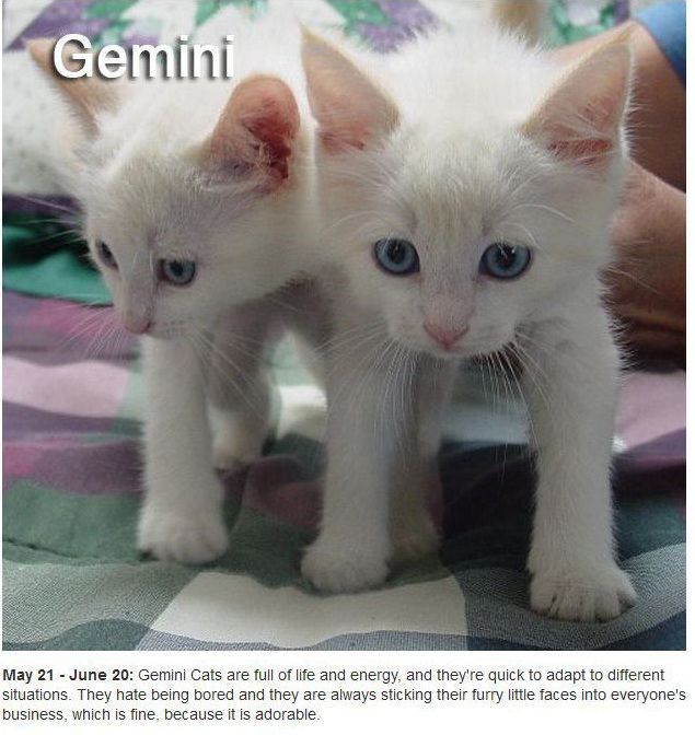 Did You Know There Are Zodiac Cats?