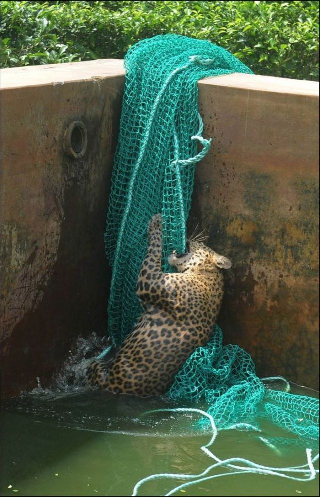Leopard Luckily Saved from the Water Tank