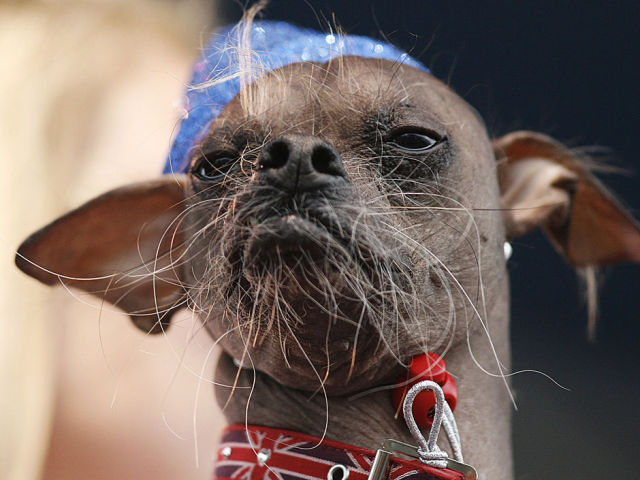 World’s Ugliest Dog 2012 Contest