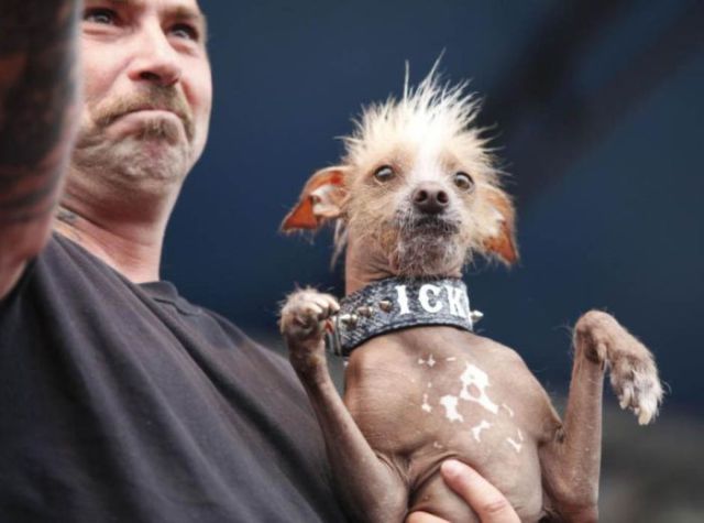World’s Ugliest Dog 2012 Contest