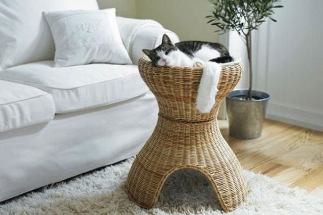 Cats Need Furniture Too