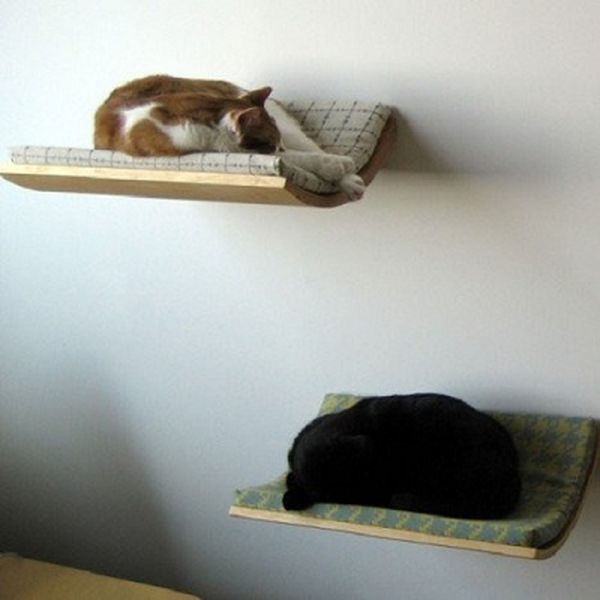 Cats Need Furniture Too