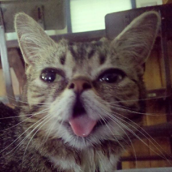 Lil Bub Is Definitely Not Your Average Pussycat
