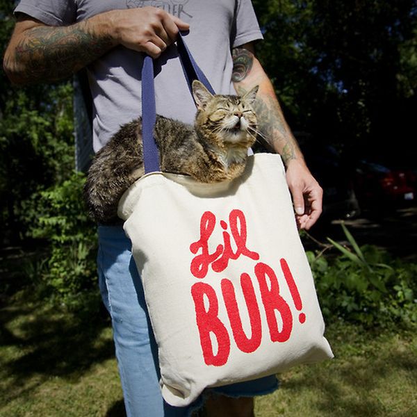 Lil Bub Is Definitely Not Your Average Pussycat