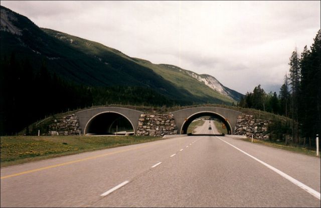 Animal Bridges Across Highways