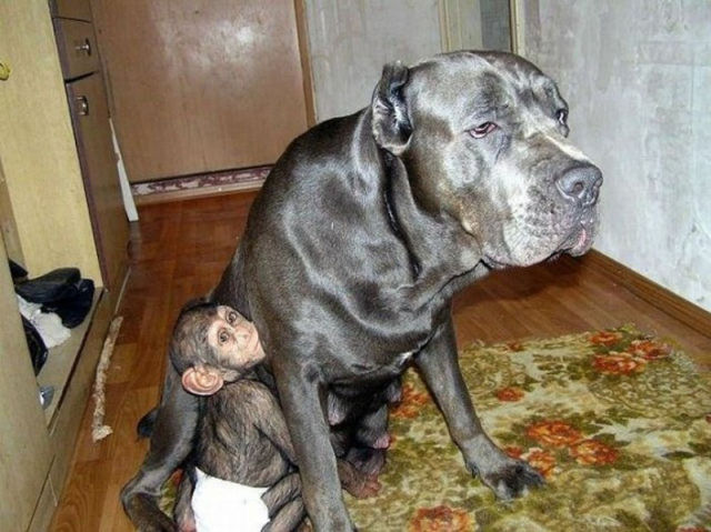 Huge Dog Adopts A Little Chimp