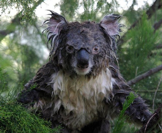 Have You Ever Seen a Wet Koala?