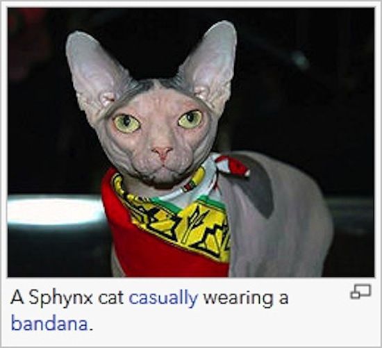 Wikipedia Captions That Should Have Never Been Written