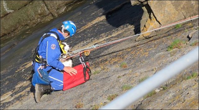 Dog Luckily Rescued in Cliffs