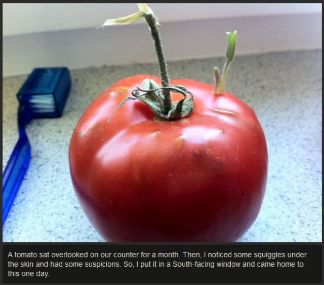 Old Tomato Gives New Life