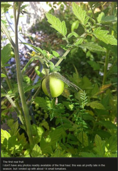 Old Tomato Gives New Life