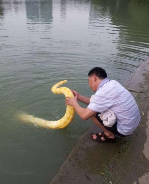Nothing to See Here, Just Bathing My Python