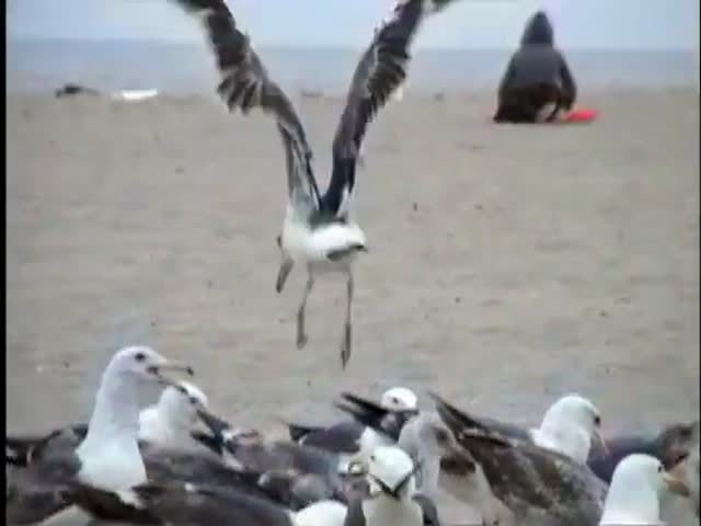 How to Prank People at the Beach with Seagulls and Laxative 