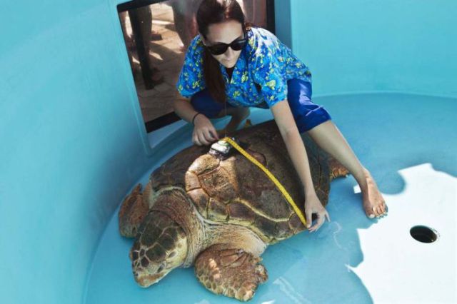 Sea Turtle Goes Home After Years in Hospital